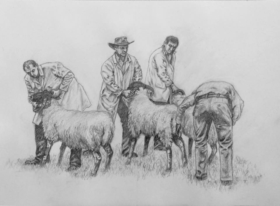 Totnes Show Best Sheep