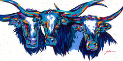 Texas Longhorns 30x60