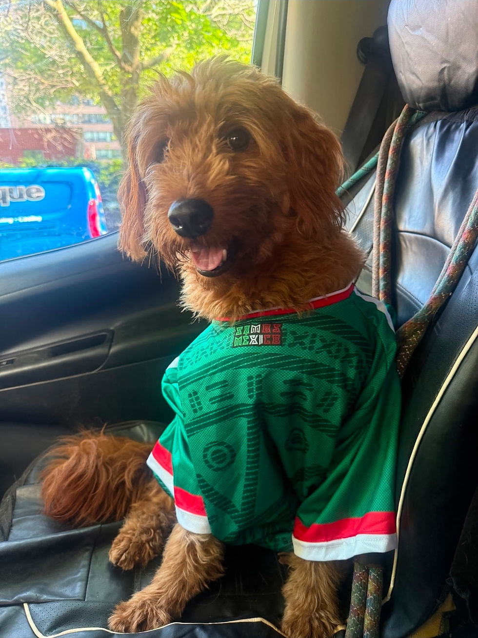 dog.jpg