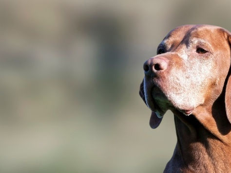 Lumps and Bumps On Pets - The Types, Diagnosis and Treatments