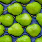 Pera William's distribuída pela Guepardo Frutas
