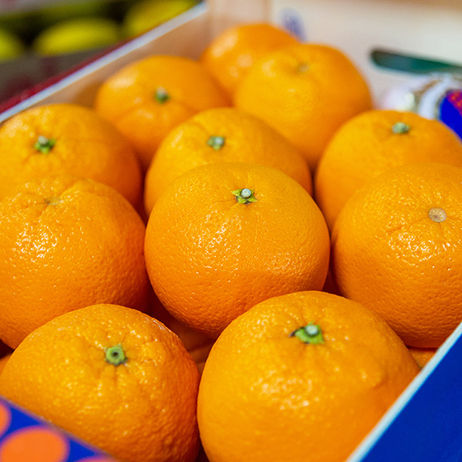 Laranja Bahia Importada, distribuída pela Guepardo Frutas