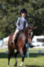 Native Welsh Pony Bridle on pony in competition