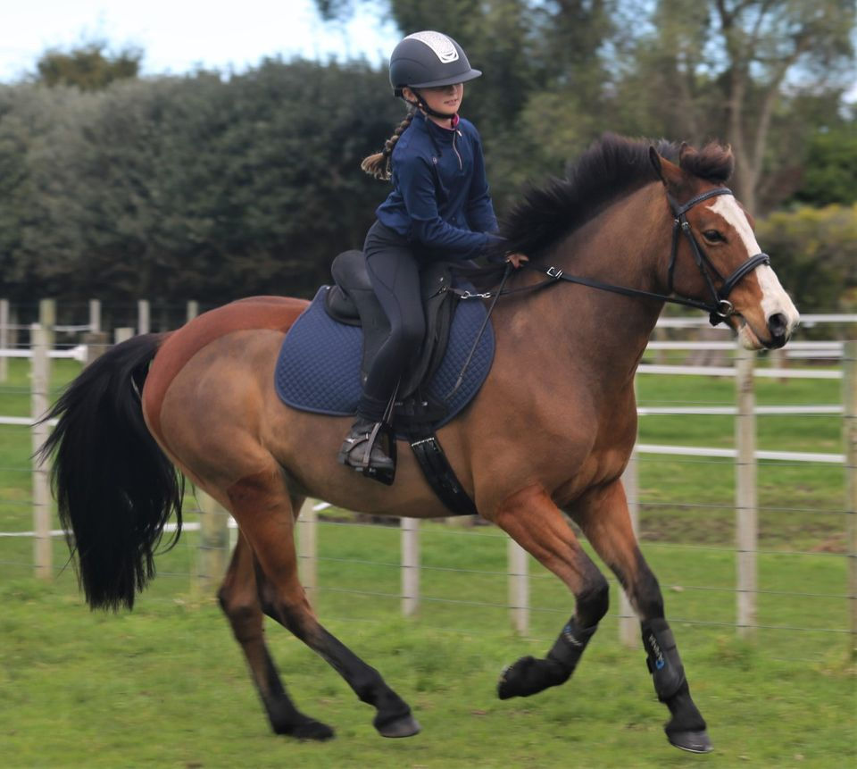 Thumbnail: Large Stability Reins