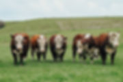 Mob of Riverton EziCalve Hereford Bulls