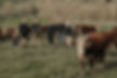Riverton Ezicalve Herefords-223.jpg