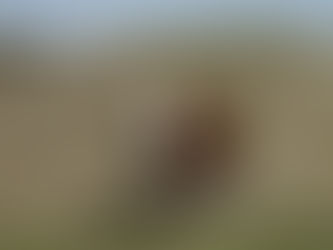 Hereford Bull in field