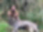 Hunting at Riverton EziCalve Herefords_2.jpg