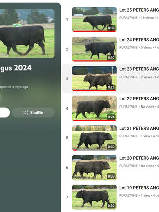 VIDEO - Check out our Angus Bulls ahead of the Sale