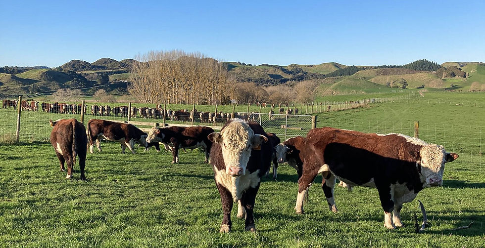 Hereford Bulls in Paddock.