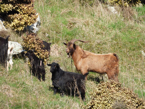 Goats on the hills at Beresford Farm - Owaka