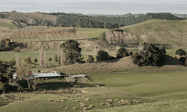 Riverton Ezicalve Herefords-202.jpg