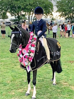 Horse Wanda Hoy wearing DH Equestrian