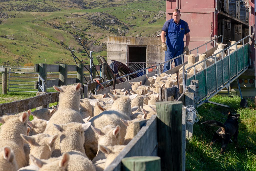 Livestock Transport RTL