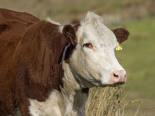 Close up portrait of Hereford Bull