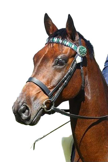 show bridle cob on horse