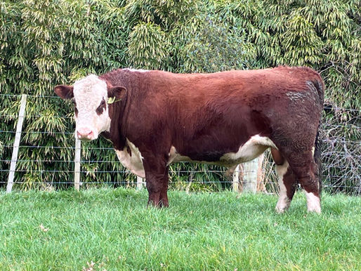 Riverton Celtic 22 159 Riverton ezicalve Herefords