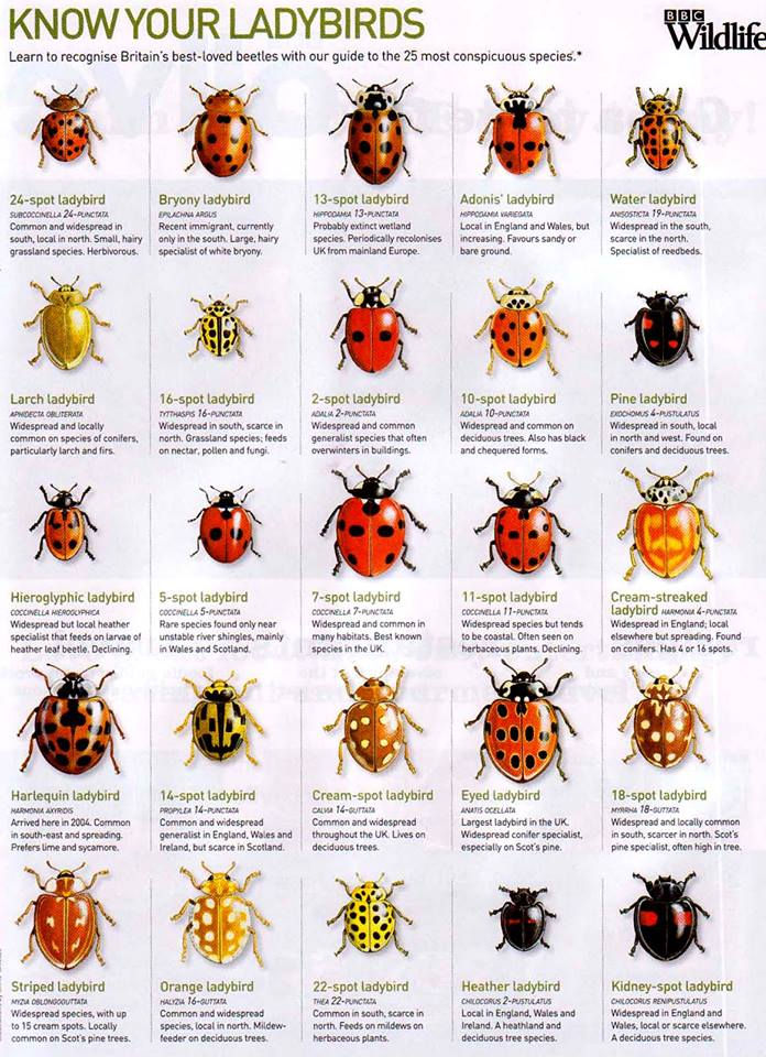 The Story of a Ladybird
