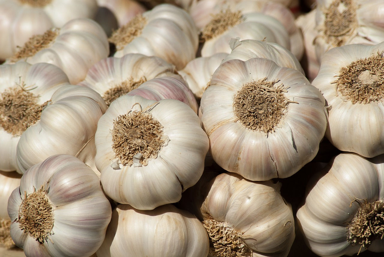 Spanish Garlic Export