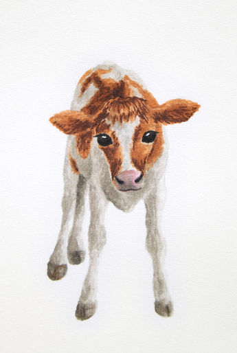 baby-cow-2000x3000.jpg