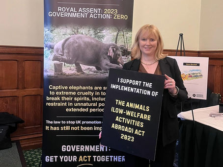Rosie calls on the Government to implement the Animals (Low-Welfare Activities Abroad) Act