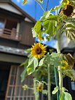 昭和のくらし博物館の玄関先に咲く向日葵
