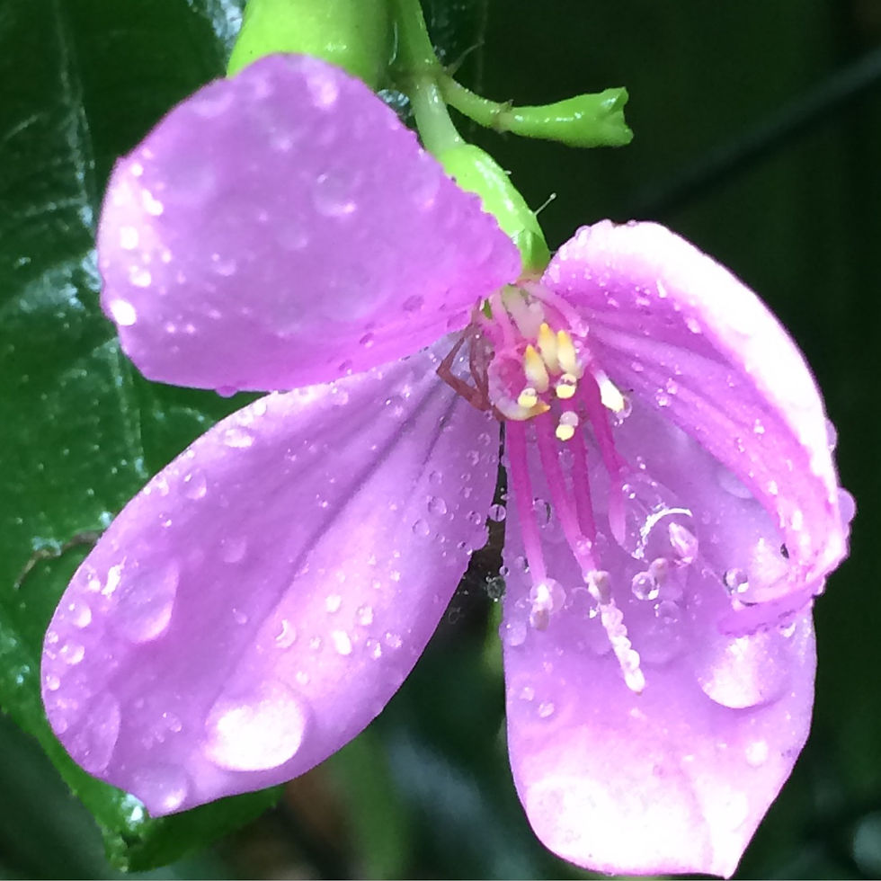 Jardim em dia de chuva