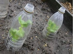 Bottle cloches used at Slopefield allotments