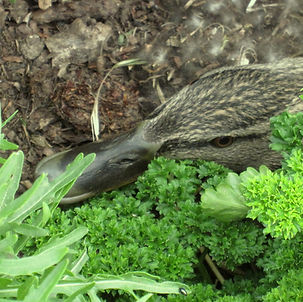 duck on nest 2.jpg