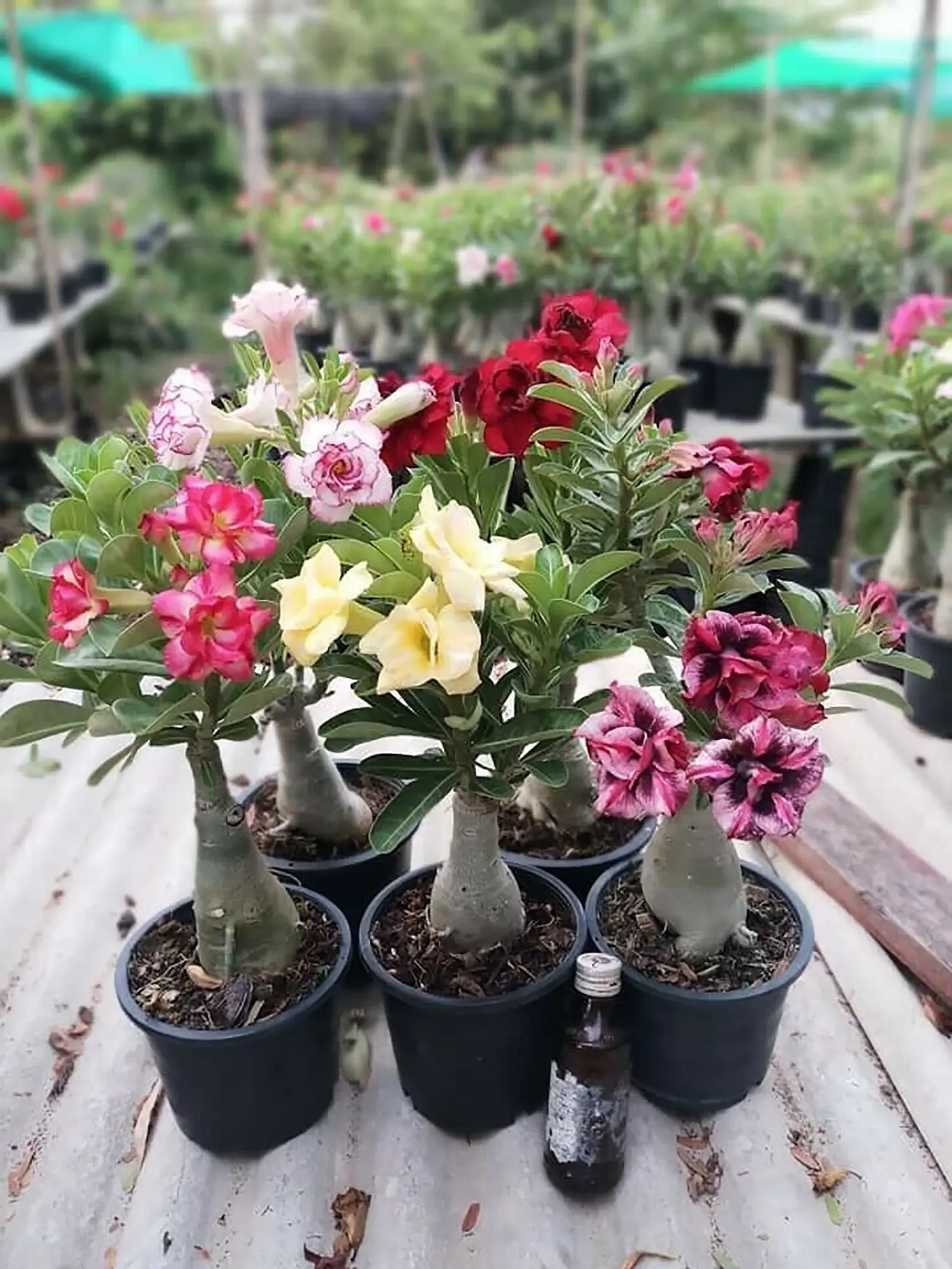 Adenium Plant set of 5