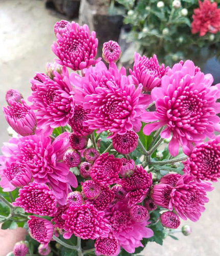Thumbnail: Chrysanthemum set of 14