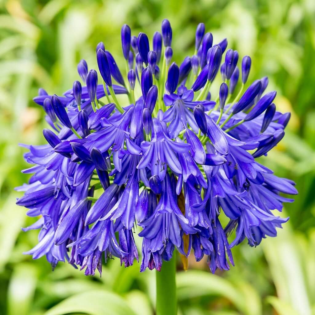 Agapanthus Bulb Set of 5