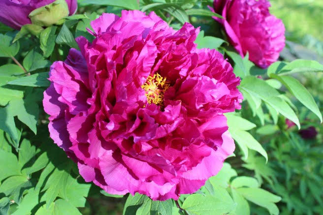 Thumbnail: Tree peony