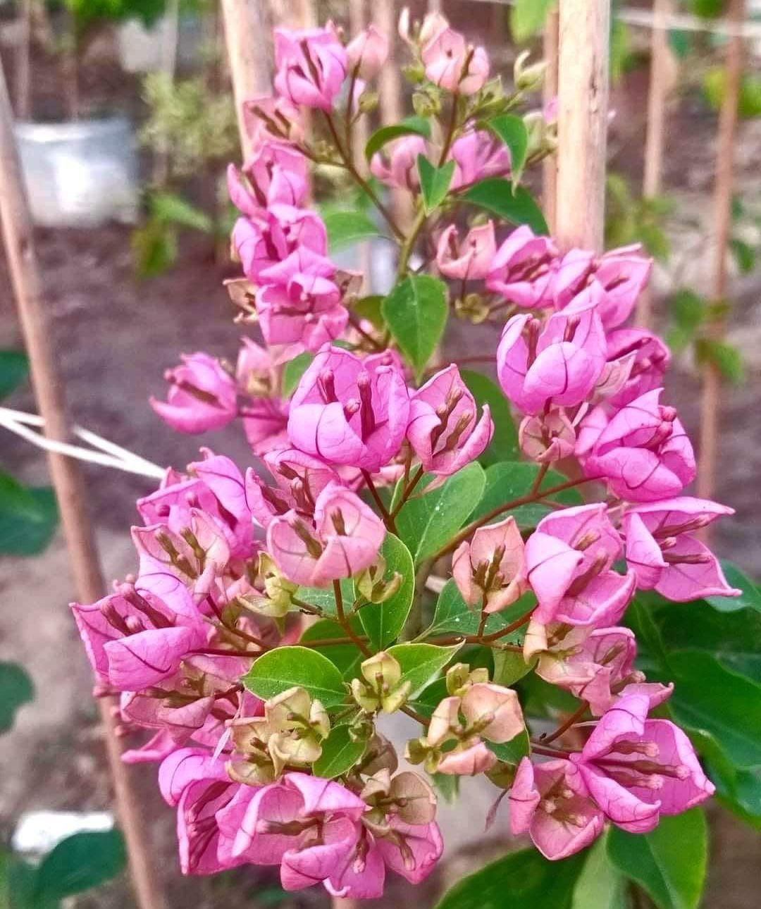 Pink Tang Long - Thai Bougainvillea