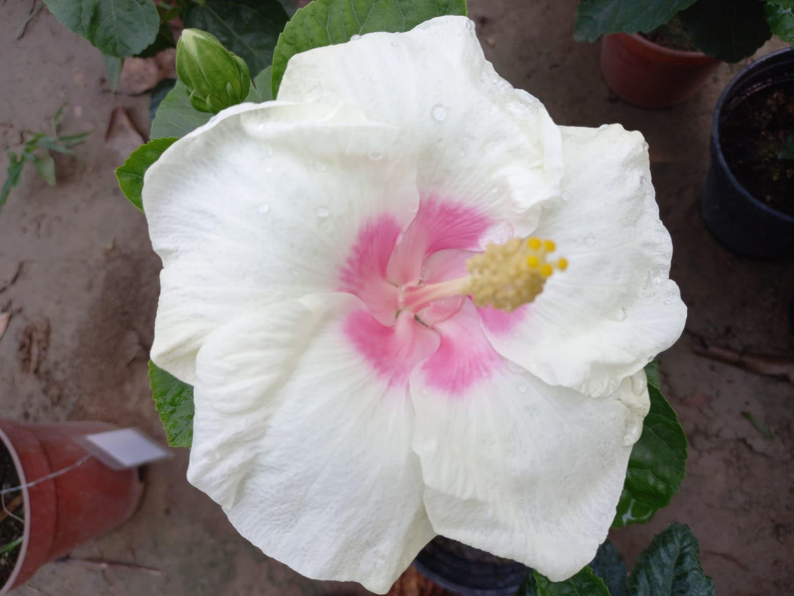 Bangalore Joba B9