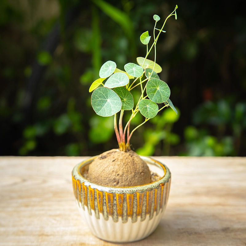 Stephania bulbs set of 5