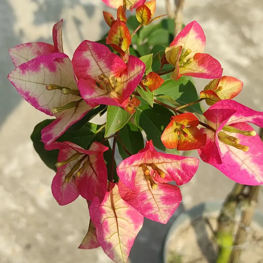 3 Star - Thai Bougainvillea