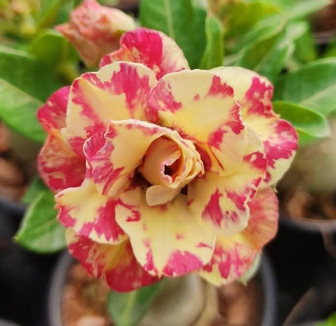 Sonam Adenium Plant Double Petal
