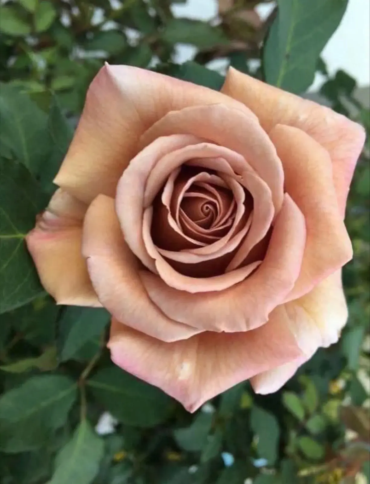 One 4 Coco Rose - Exotic Rose Hybrid Tea