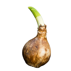 Beige Natural Plant House Store Instagram Post (1).png