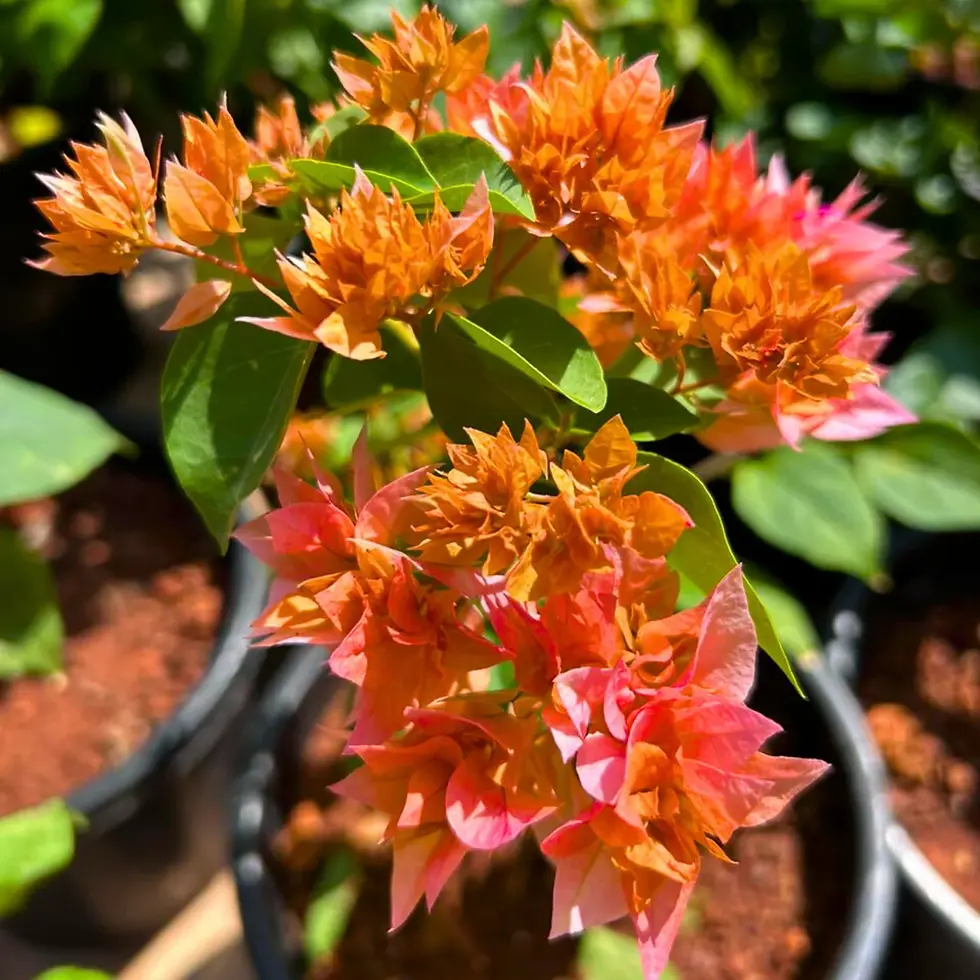 Thumbnail: Bougainvillea Plant (Double Petal)