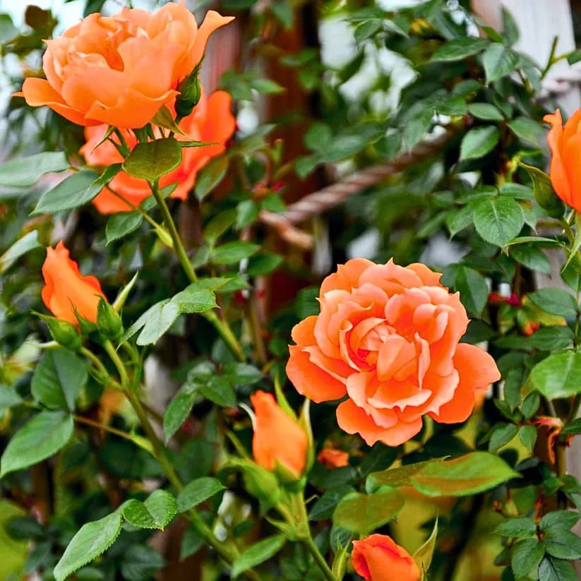 Creeper Rose Plant - Orange