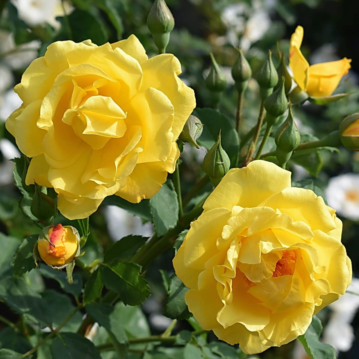 Creeper Rose Plant - Yellow