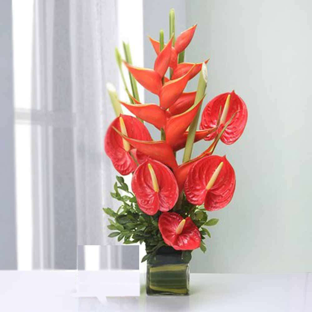 Anthurium Plant