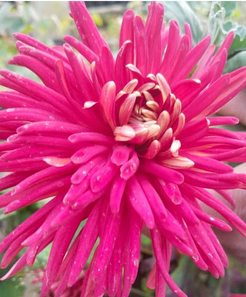 Thumbnail: Giant chrysanthemum set of 14
