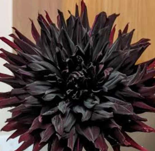 Thumbnail: Giant chrysanthemum set of 14