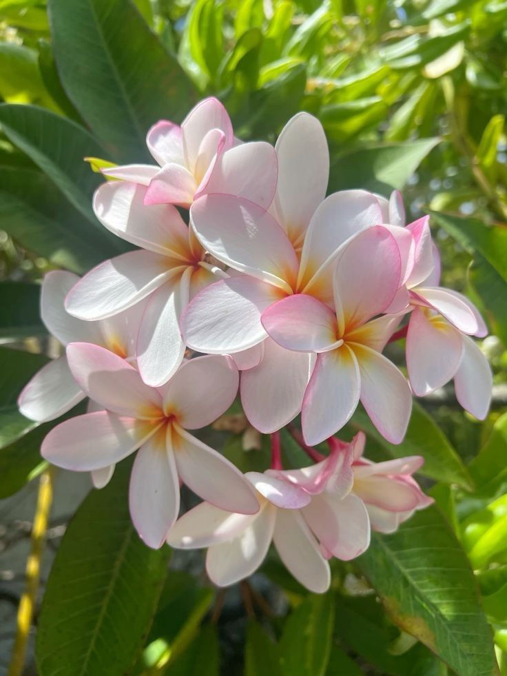 Plumeria Singapore Pink