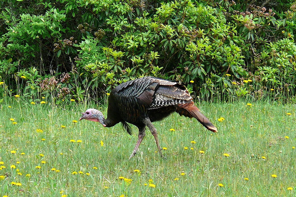 tips and tactics for better turkey hunting on public land