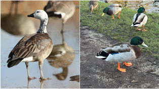 Types Of Ducks And Geese In The United States