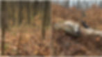 how to successfully hunt whitetails